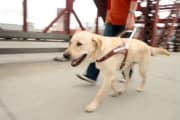 guide-dog-trainer