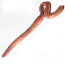 download large earthworm download large earthworm