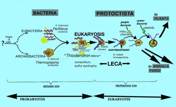 Image: Symbiogenesis