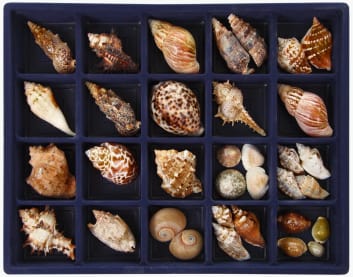 seashells