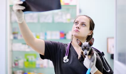 Card Thumbnail - What to Know About Being a Vet Tech