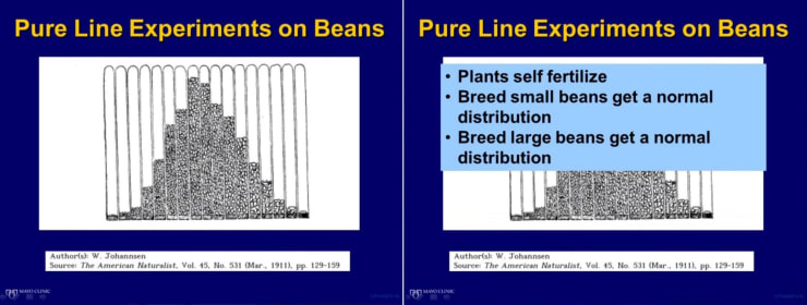 Stochasticity in Whole-Organism Populations, Wilhelm Johannsen experiment on beans, presentation slide