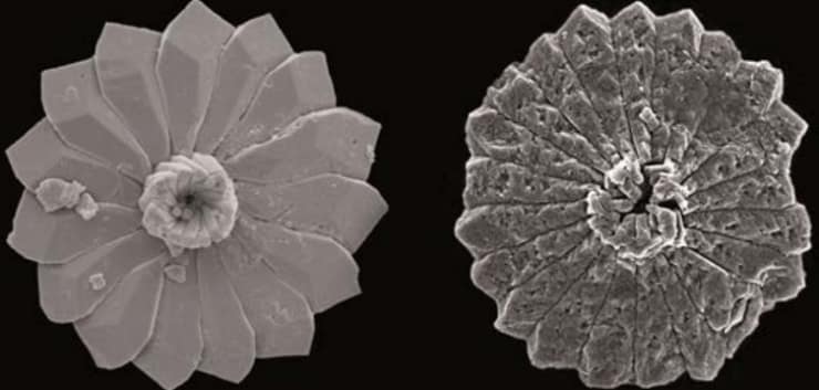 Healthy vs. Sick Marine Fossils