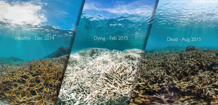 Coral Bleaching 2014