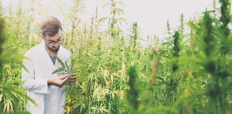 Are Cannabis Degrees Legit?