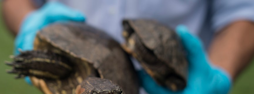 How to Become a Wildlife Biologist