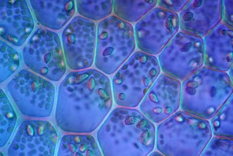 Northwestern and University of Chicago Create First Institute for Mathematics and Biology