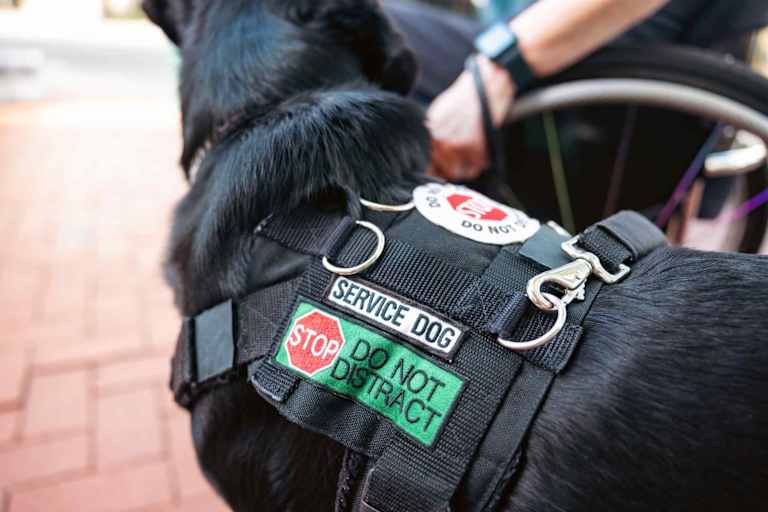 Guide to Disability Rights in College
