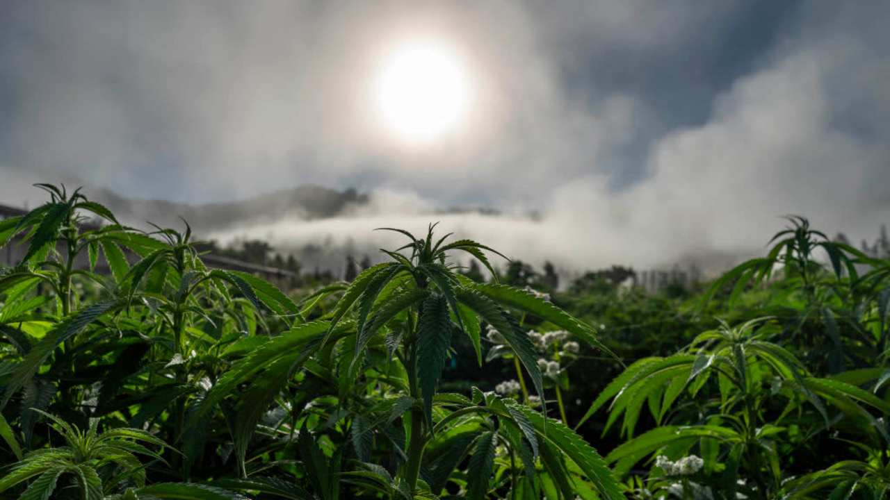 PETROLIA, CALIFORNIA - August 3, 2022: The morning fog leaves a layer of dew on cannabis farmer Drew Barbers cannabis rows in Petrolia, California August 3, 2022. Barber practices regenerative farming and is sun and earth certified. He has 10,000 square foot full-season outdoor varieties of cannabis in Humboldt, County. Humboldt is a part of the Emerald Triangle, a region made up of Humboldt, Mendocino, and Trinity counties. The Emerald Triangle is one the historically largest cannabis-producing regions in the United States. (Melina Mara/The Washington Post via Getty Images)