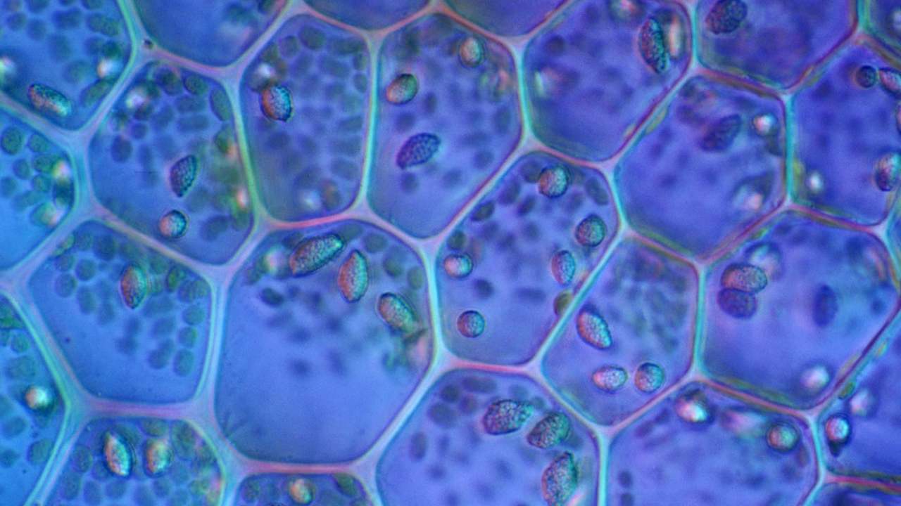 Magnified plant cells; blue, green, and purple geometric shapes with dots