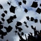 Students throw their graduation hats in the air during their graduation ceremony.