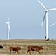 Cattle graze near wind turbines that are part of Babcock & Brown Infrastructure Group's Gulf Wind Project on Kenedy Ranch south of Kingsville, Texas.