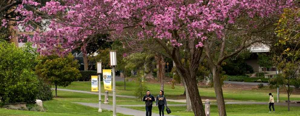 students-walking-through-purple-trees