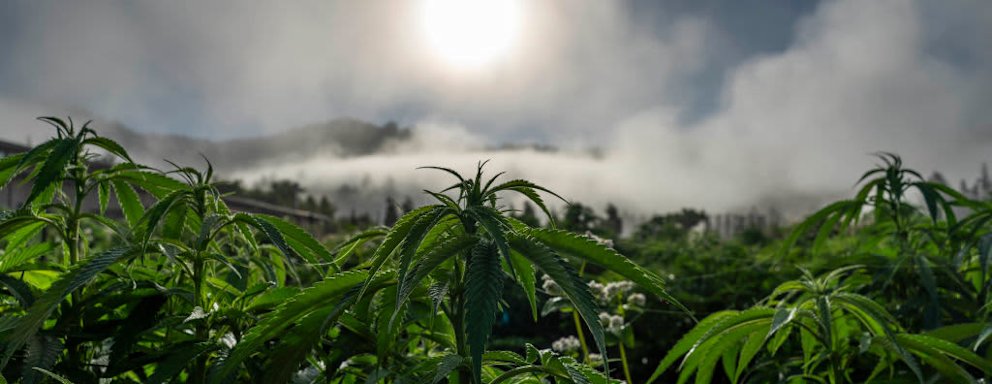PETROLIA, CALIFORNIA - August 3, 2022: The morning fog leaves a layer of dew on cannabis farmer Drew Barbers cannabis rows in Petrolia, California August 3, 2022. Barber practices regenerative farming and is sun and earth certified. He has 10,000 square foot full-season outdoor varieties of cannabis in Humboldt, County. Humboldt is a part of the Emerald Triangle, a region made up of Humboldt, Mendocino, and Trinity counties. The Emerald Triangle is one the historically largest cannabis-producing regions in the United States. (Melina Mara/The Washington Post via Getty Images)