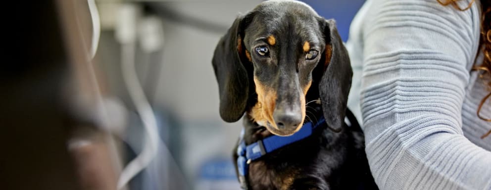 Therapy dog at a classroom desk