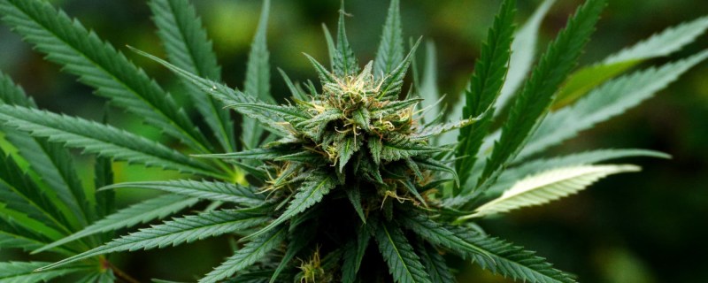 New York Community Colleges Get $5 Million for Cannabis Courses