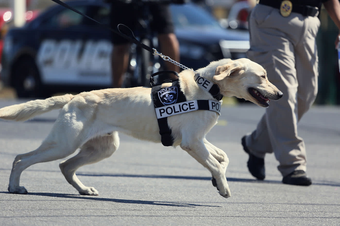 do dog handlers get paid