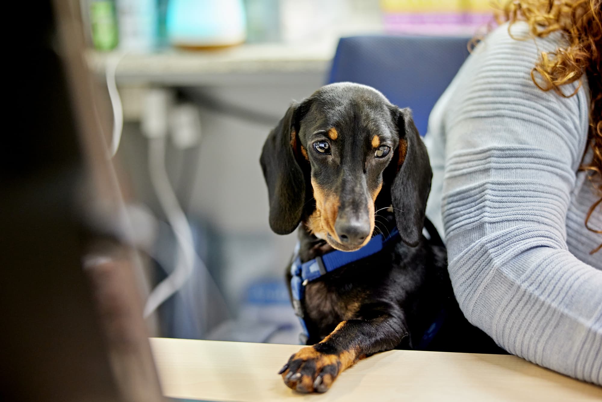 Therapy Dogs Improve Mental Health in the Nursing School Classroom