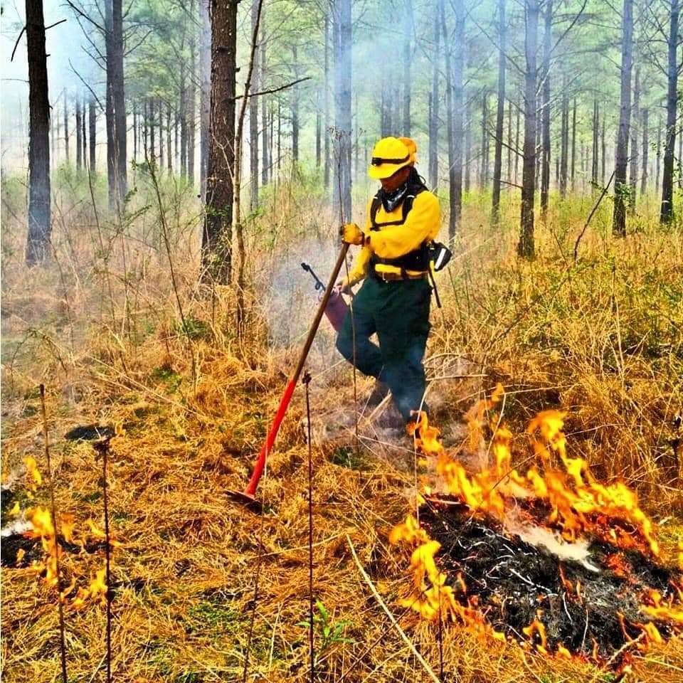 A FireDawg student, works on a prescribed burn.