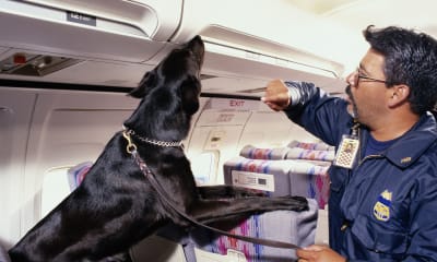 Homeland Security: Career and Salary Information