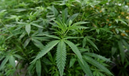 Card Thumbnail - Ole Miss Launches Online Cannabis Master’s Degree Program
