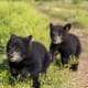 Card Thumbnail - Baylor Welcomes Its Newest ‘Students’: Two Black Bears