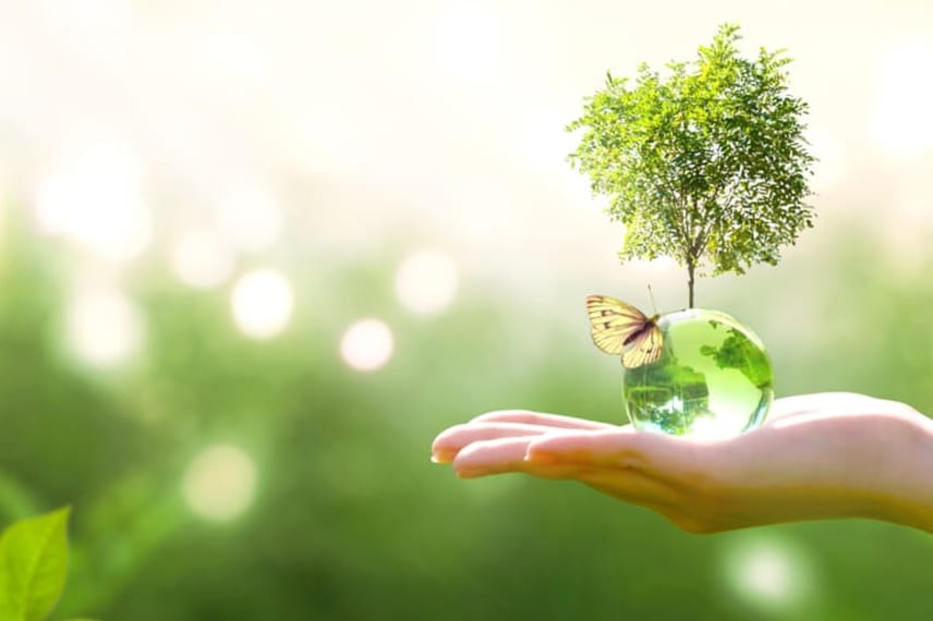 A Student Guide to Going Zen