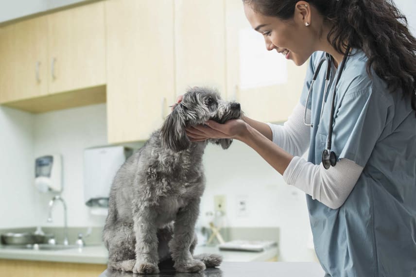 Degrees Working With Animals