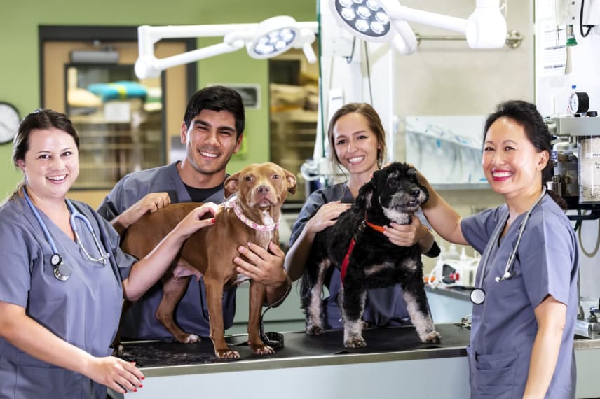 Most Affordable Veterinarian Programs