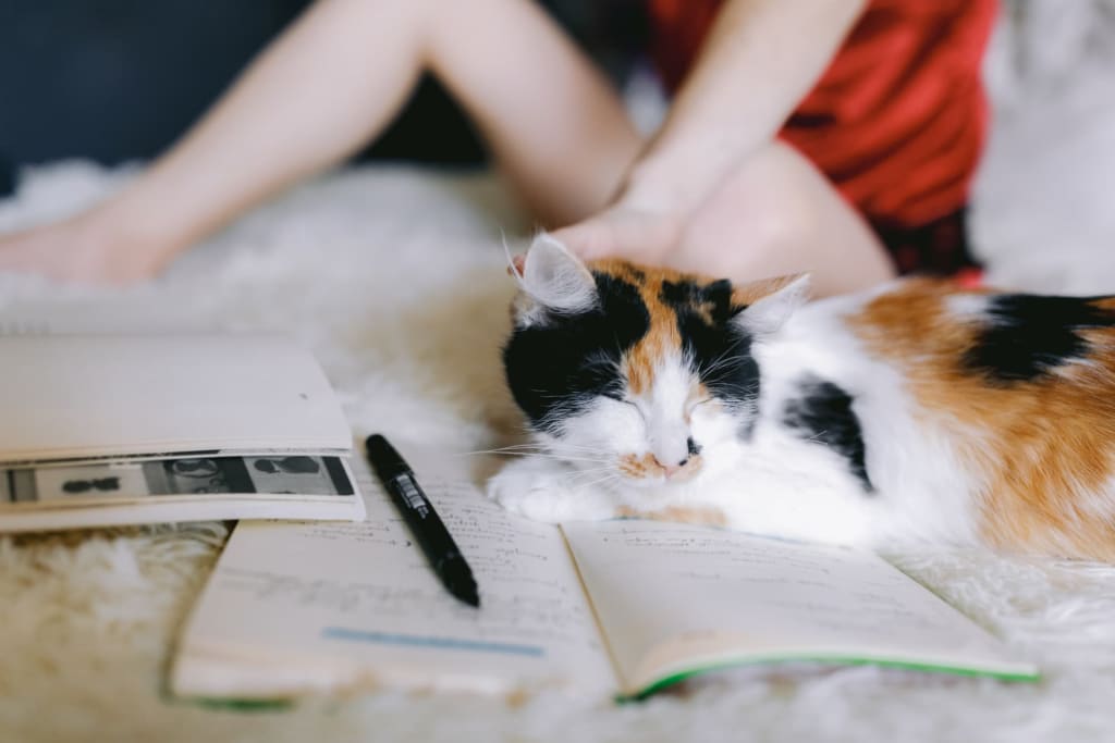 Should You Bring Your Pet To College BestColleges Should You Bring Your Pet To College BestColleges