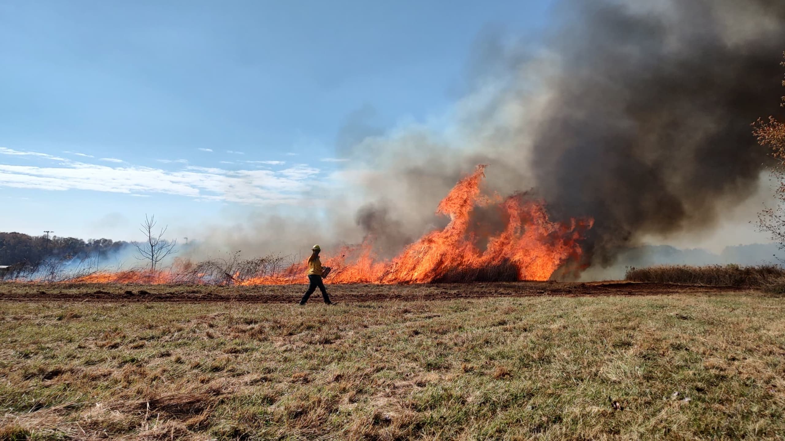 A photo of land burning as part of the FireDawgs program.