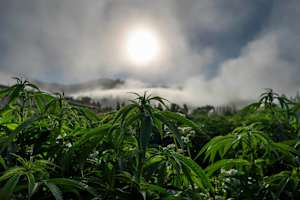 PETROLIA, CALIFORNIA - August 3, 2022: The morning fog leaves a layer of dew on cannabis farmer Drew Barbers cannabis rows in Petrolia, California August 3, 2022. Barber practices regenerative farming and is sun and earth certified. He has 10,000 square foot full-season outdoor varieties of cannabis in Humboldt, County. Humboldt is a part of the Emerald Triangle, a region made up of Humboldt, Mendocino, and Trinity counties. The Emerald Triangle is one the historically largest cannabis-producing regions in the United States. (Melina Mara/The Washington Post via Getty Images)