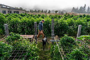 Cannabis farmer Drew Barber begins early morning work among the cannabis rows