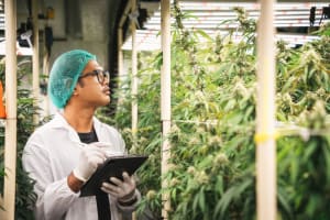 Cannabis researcher wearing a lab coat and protective eye gear examines the new harvest of the hemp field.