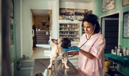 Card Thumbnail - 10 Fulfilling Jobs in the Veterinary Field