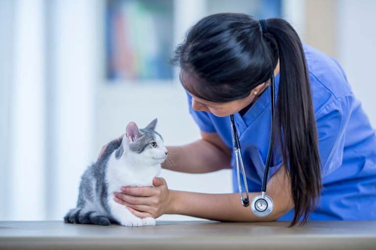 Best Veterinary Medicine Schools