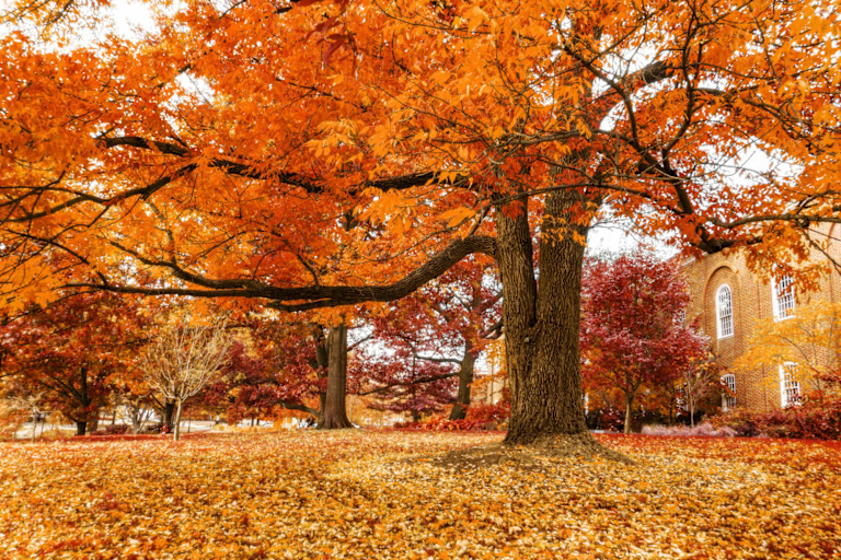 Maryland 529 Plan: What College Savers Should Know