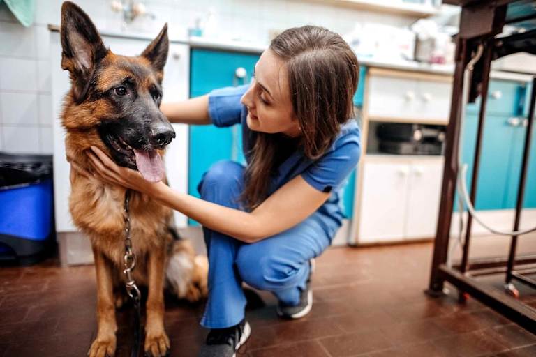 How to Become a Vet Tech