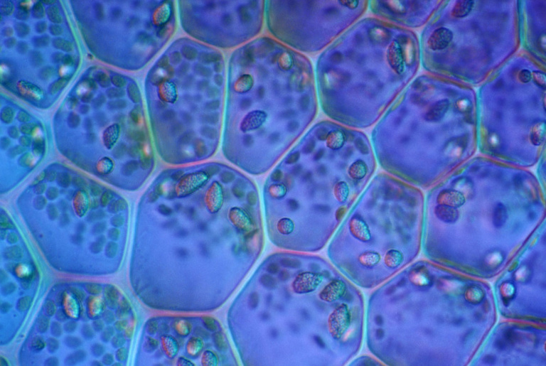 Northwestern and University of Chicago Create First Institute for Mathematics and Biology