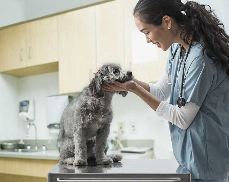 What Can You Do With A College Degree Working With Animals?