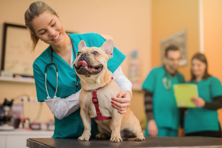 Most Affordable Veterinarian Programs 2021