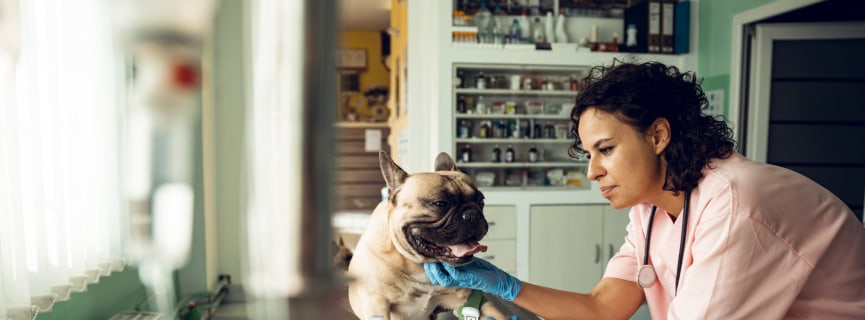 Ask a College Advisor: What Undergraduate Major Should I Choose if I Want To Become a Veterinarian?