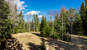 Hältekärr Skogshyddan