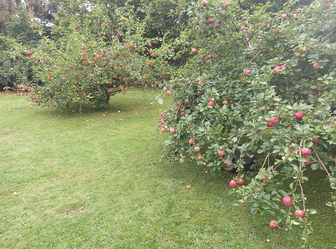 Bild från objektet Säljarens trädgårdsbild