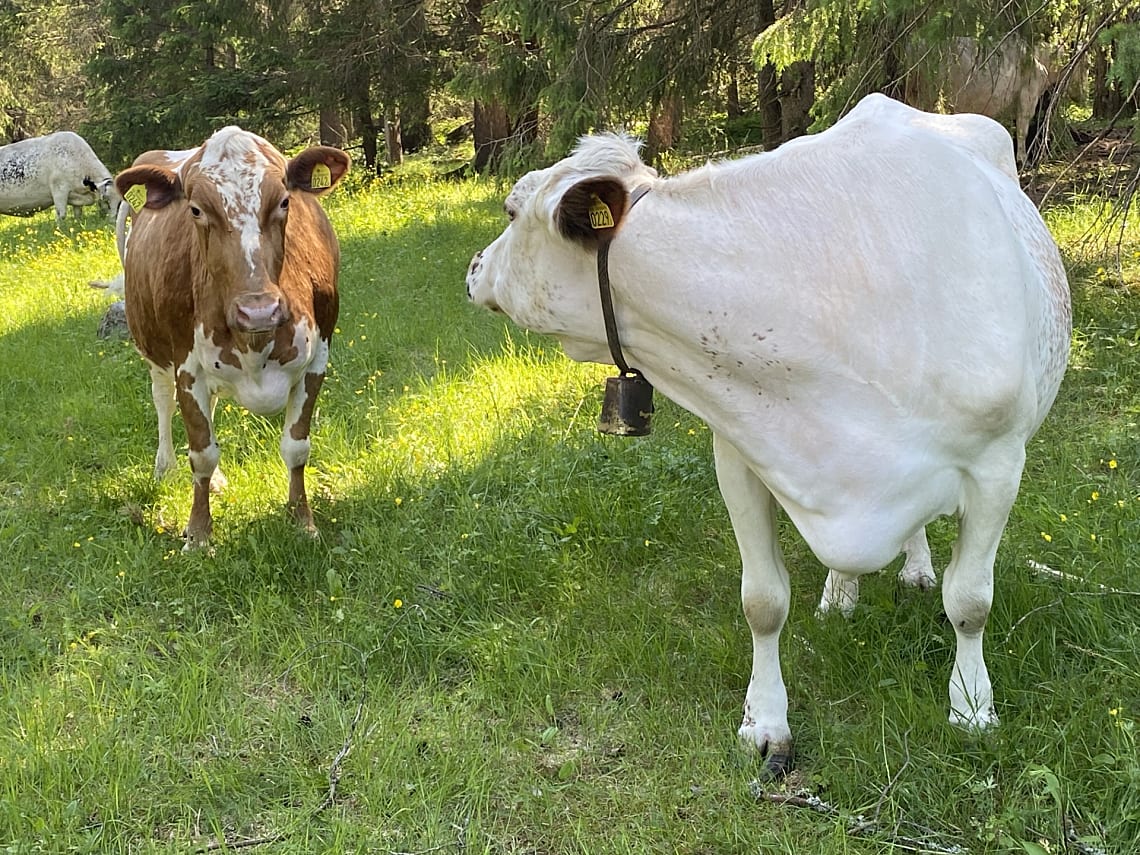 Bild från objektet Välkommen