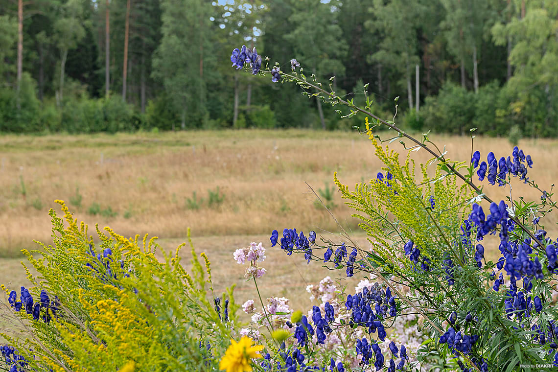 Bild av bostaden
