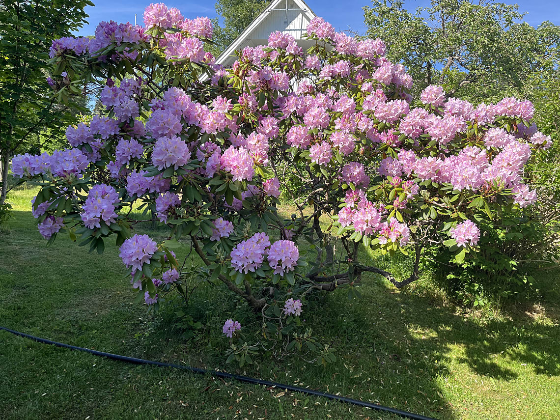 Bild av bostaden
