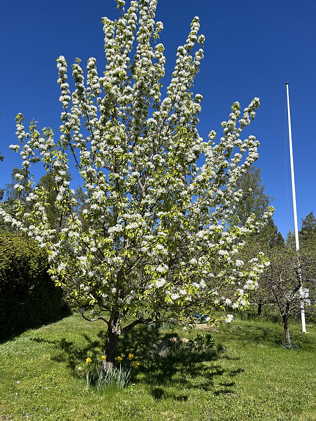 Bild av bostaden