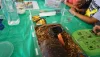 Children observe a 4H Open House Exhibit showing a variety of bugs and their habitats.