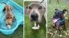 (L to R) A dog playing in a bone shaped pool, a close up of a dogs face, a brindle dog in the grass with his tongue out